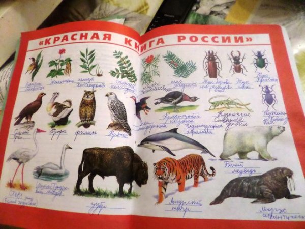 Окружающий мир красная книга России страница 20