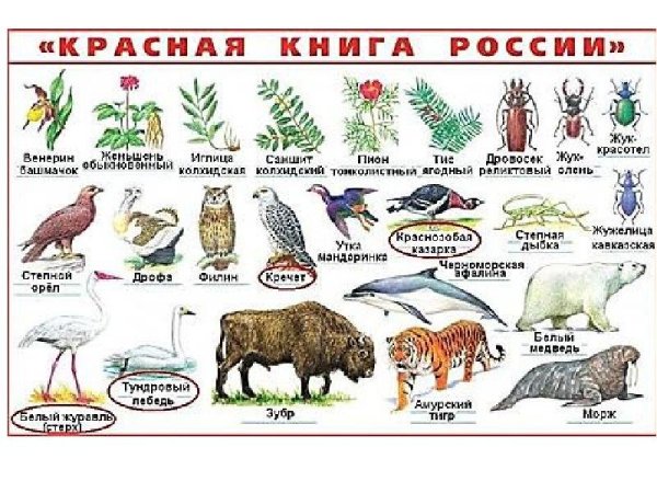 Животные и растения красной книги России 4 класс окружающий мир