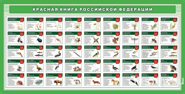Плакат красная книга