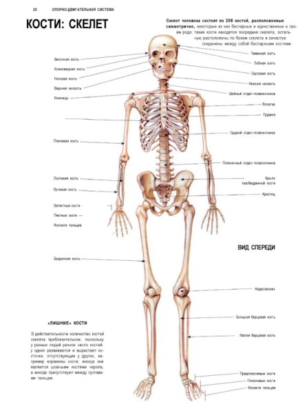 Кости скелета анатомия