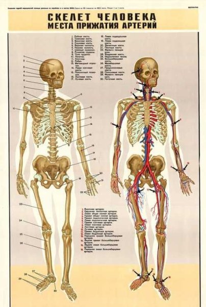 Костная система человека плакат