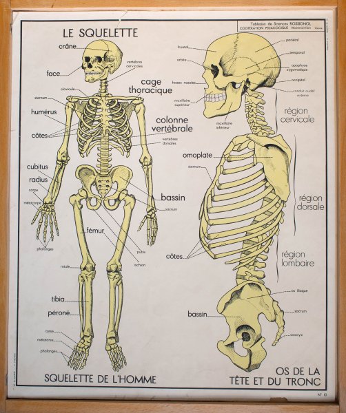 Скелет плакат