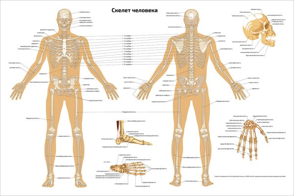 Костная система скелет вид сзади