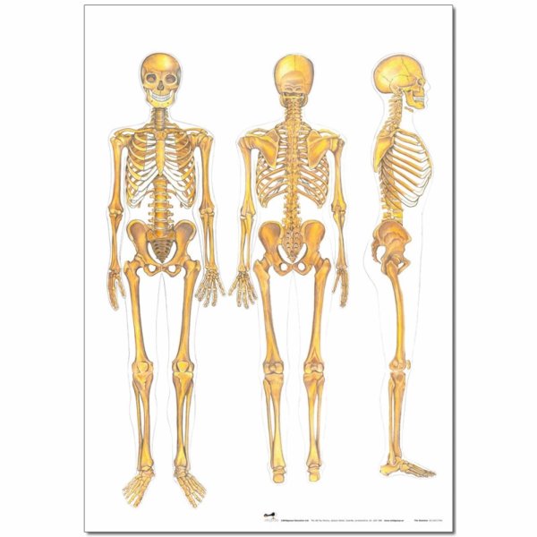 Красивый город стоит на костях плакат