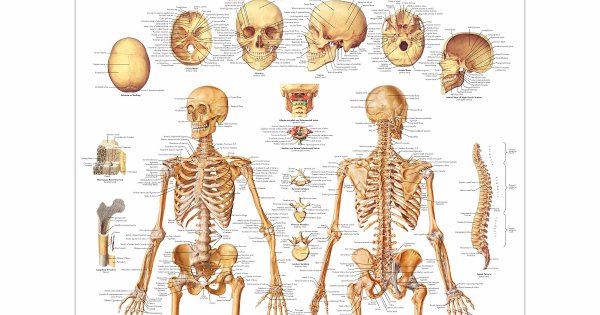1947 1983 1997 2000 Anatomical Chart co