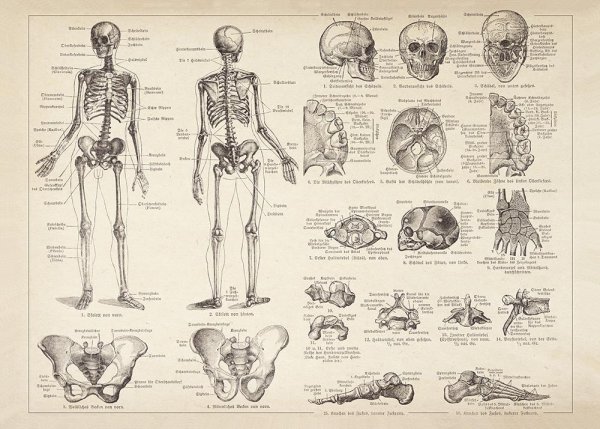 Скелет плакат