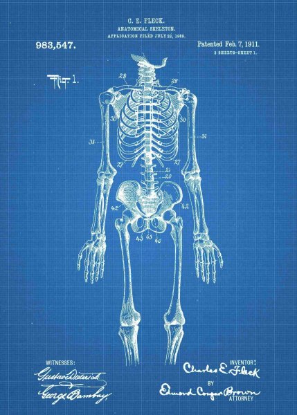 Скелет человекатплакат