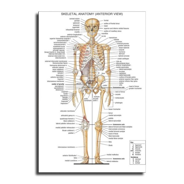 Скелет плакат