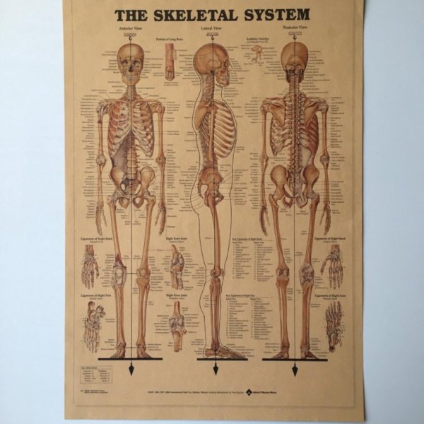 Анатомия на латинском