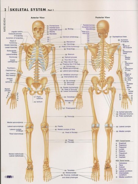 Анатомические плакаты скелет