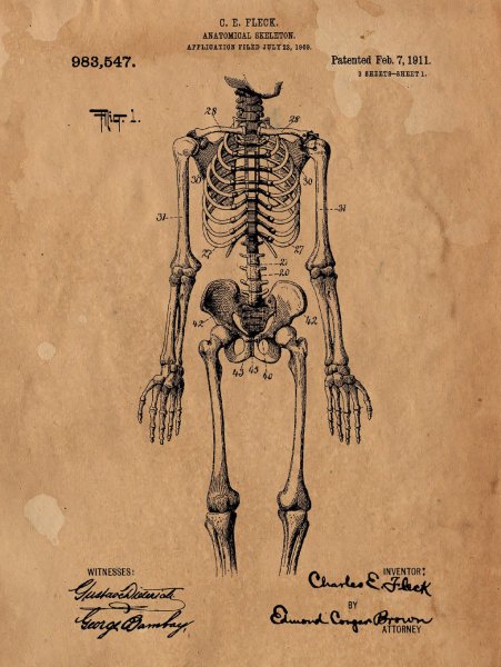 Костно-мышечная система, соединения костей