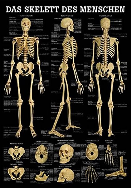 Скелет человека анатомия плакат