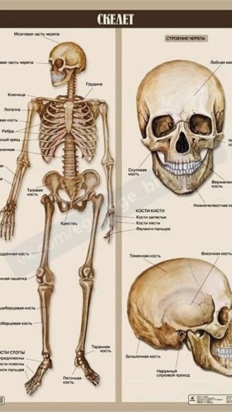 Анатомические плакаты