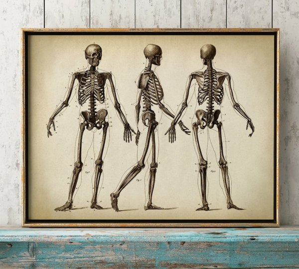 Анатомия скелет для студентов