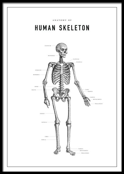 Врачебные зарисовки анатомии