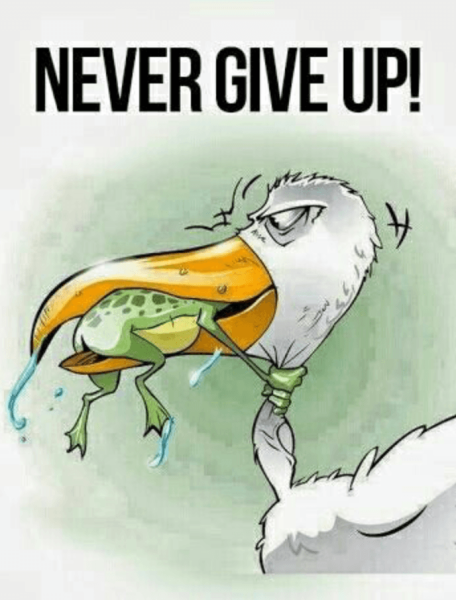 Никогда не сдавайся лягушка