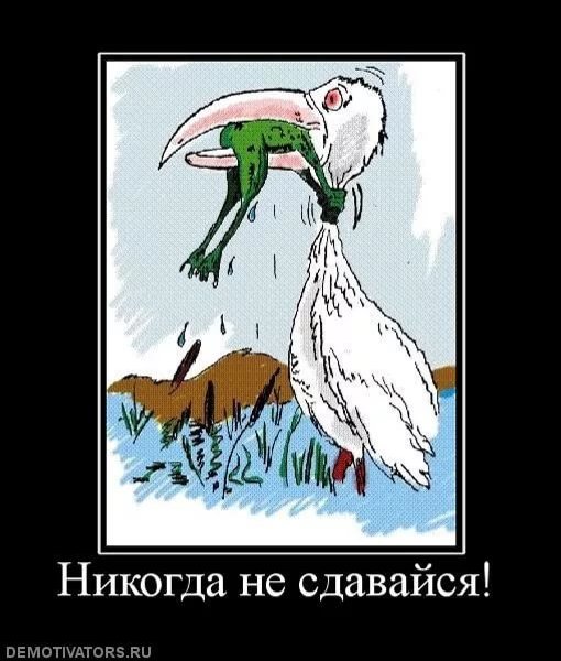 Плакат никогда не сдавайся с цаплей и лягушкой