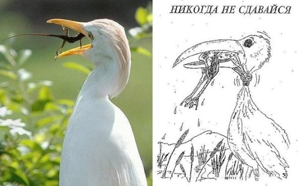 Никогда не сдавайся лягушка