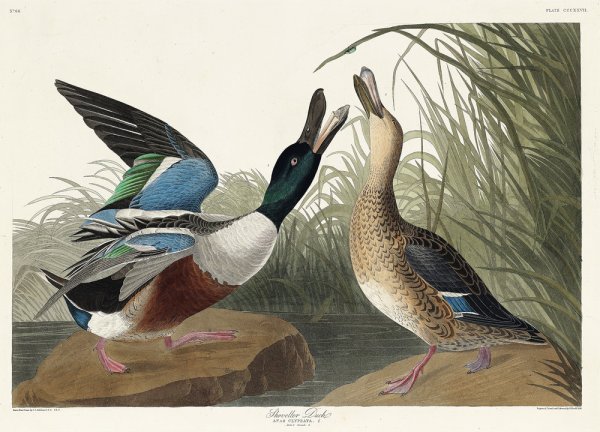 Д.Д. Одюбон птицы Америки