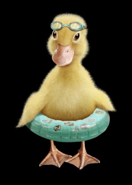 Плакаты утки