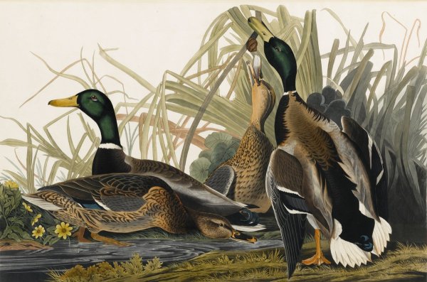 Плакат с уточками