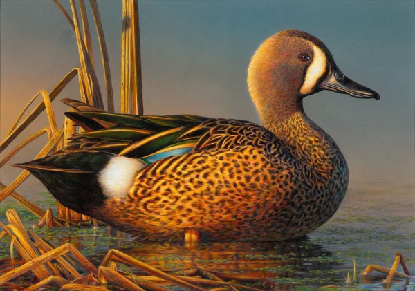 Donald Duck Goin Quackers