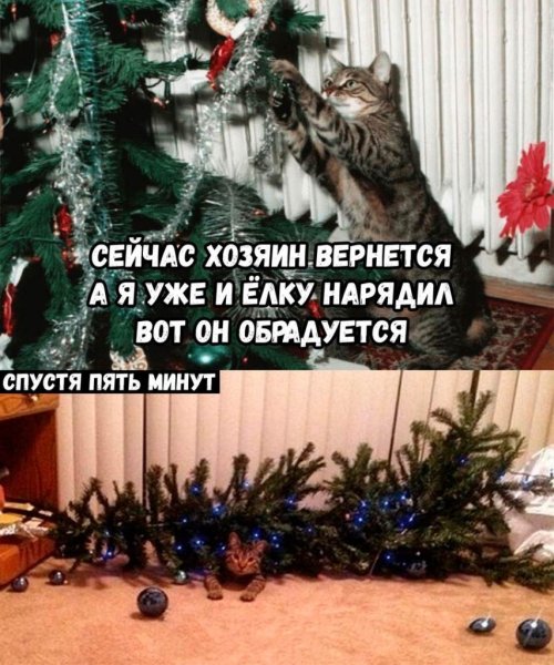 Шутки про новогоднюю елку