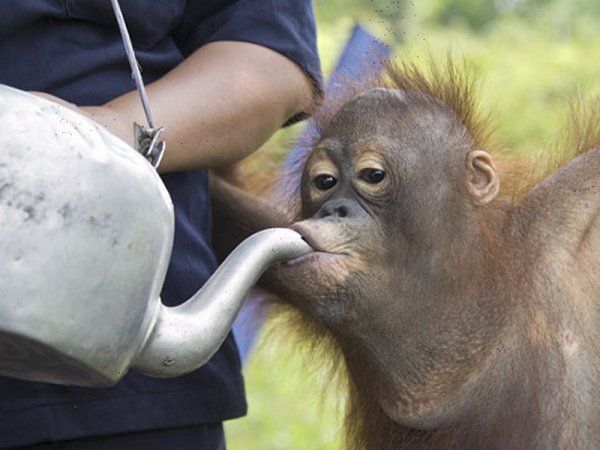 Обезьяна угар