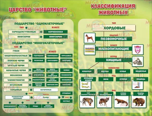 Систематика растений и животных 5 класс биология