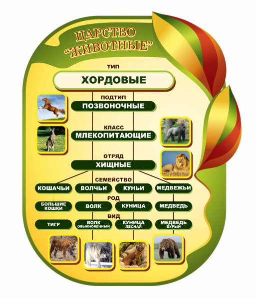 Стент в кабинет биологии