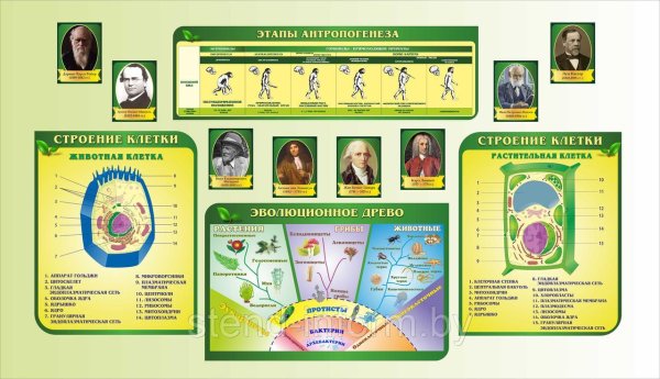 Плакаты для кабинета биологии