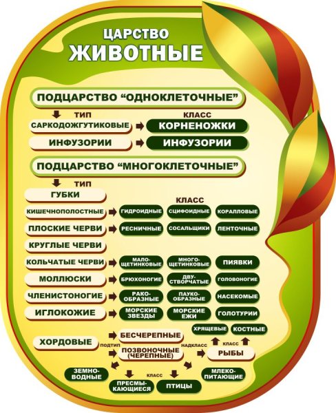 Баннер в кабинет биологии