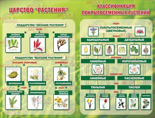 Плакаты для кабинета биологии