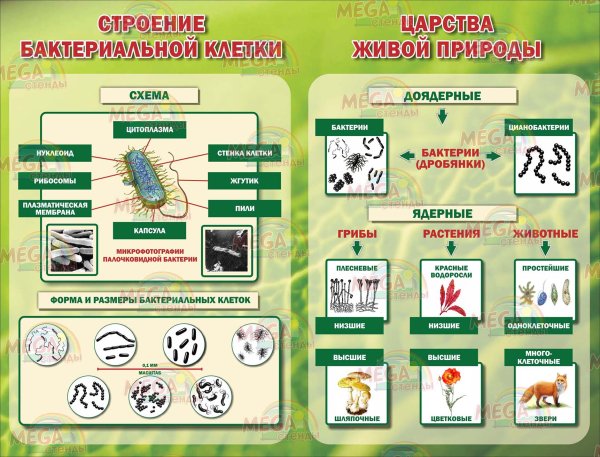 Стенды для кабинета биологии
