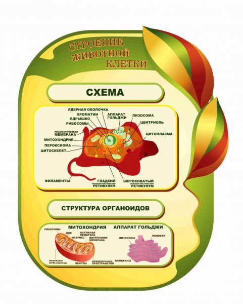 Плакаты для кабинета биологии