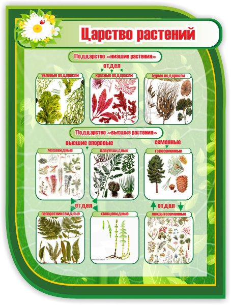 Стенд Эволюция растительного мира