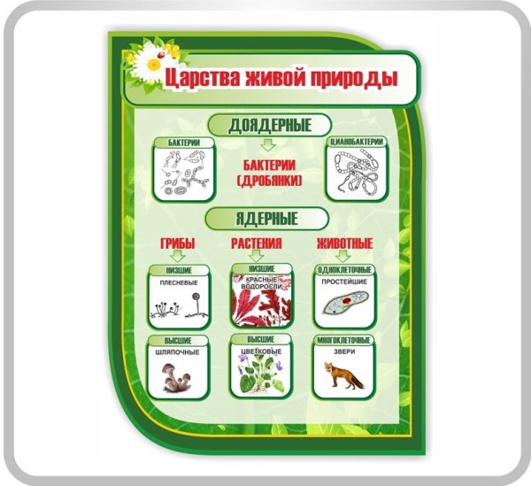 Плакаты для кабинета биологии