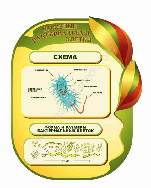 Стенд по экологии