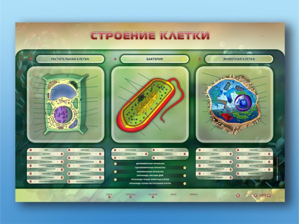 Биология стенд для школы