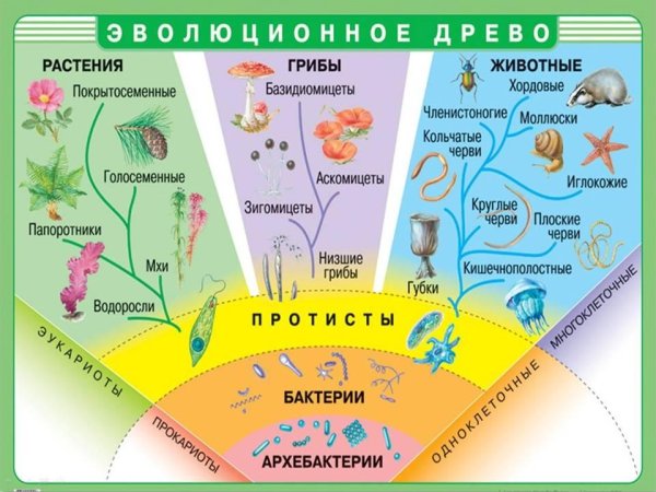 Клетка биология строение
