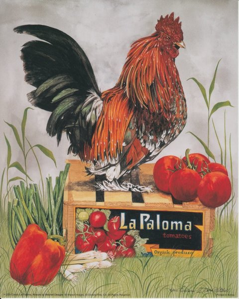 Петух рисунок