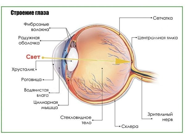 Зрительная система