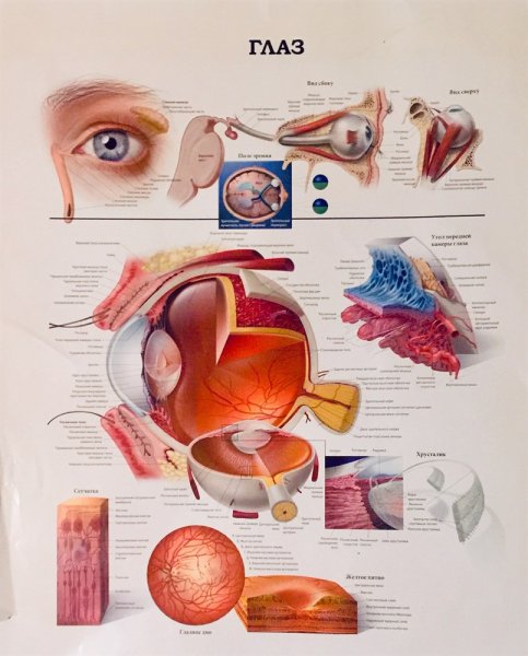 Анатомия глаза офтальмология