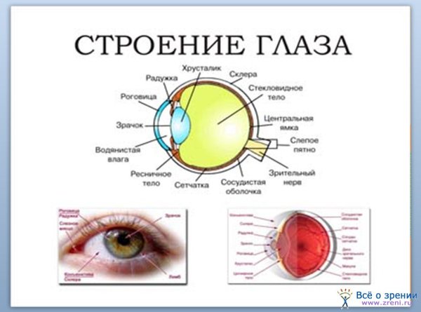 Орган зрения плакат