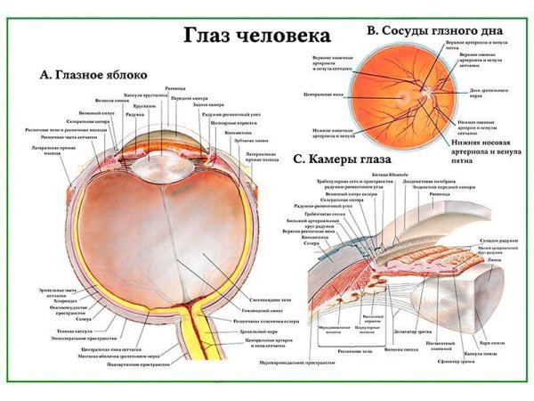 Строение глазного яблока анатомия латынь