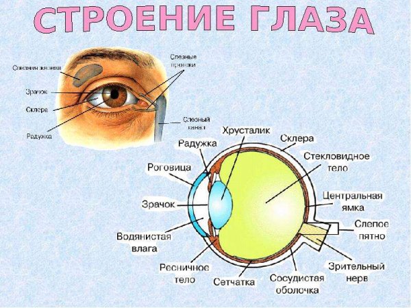 Анатомия глаза для детей