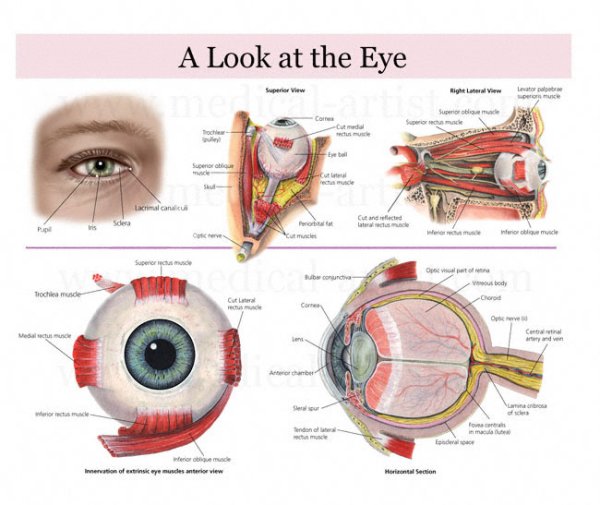 Анатомия глаза плакат