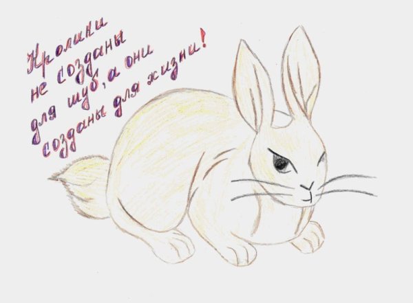 Плакат берегите животных