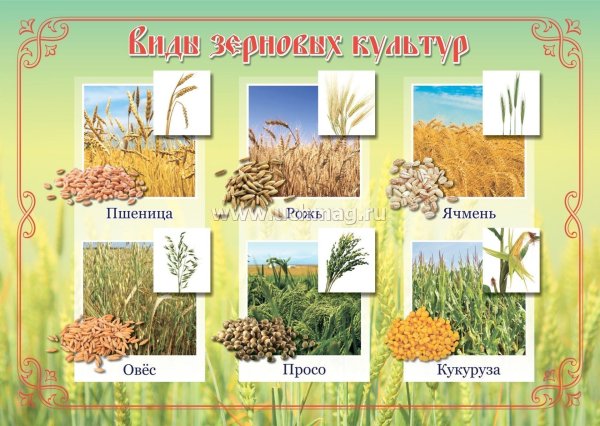 Плакаты про хлеб для детей