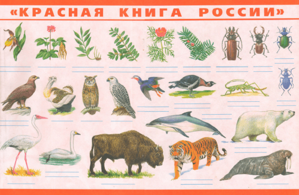 Плакат животные красной книги